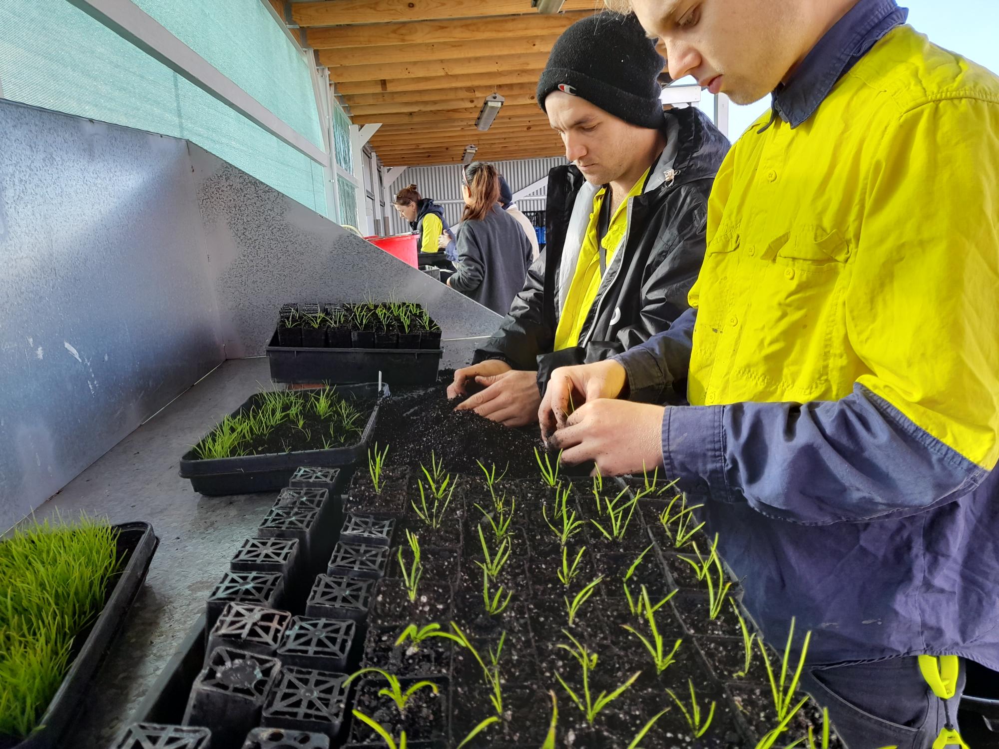 Two individuals working on planting seedlings in a greenhouse. One person, with a fair complexion, is wearing a black beanie and a yellow shirt, focused on adjusting the plants. The other person, with a medium complexion, is dressed in a yellow shirt over a dark jacket, also engaged in planting. They are surrounded by trays of young plants.